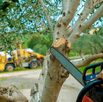 Guia completo de poda de árvores frutíferas