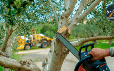 Guia completo de poda de árvores frutíferas
