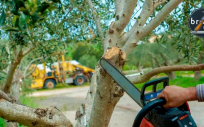Poda de Árboles Frutales Guía Completa