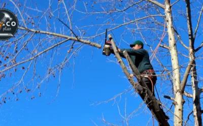 Las 5 Mejores Mini Motosierras de Batería: Potencia, Seguridad y Calidad Precio - Bricoplan